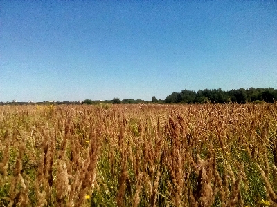 Field trees sky meadow Photo