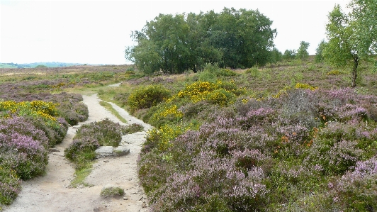 Moor heather vegetation shrubland Photo