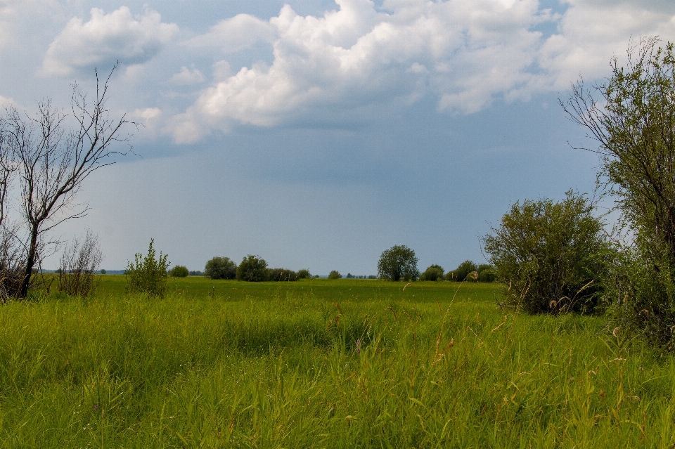 Grass meadow field summer