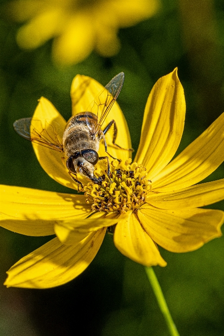 Insecto
 flor
 polen abeja
