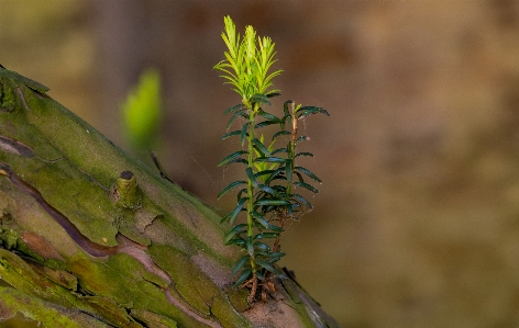 Fir bark closeup sprout Photo