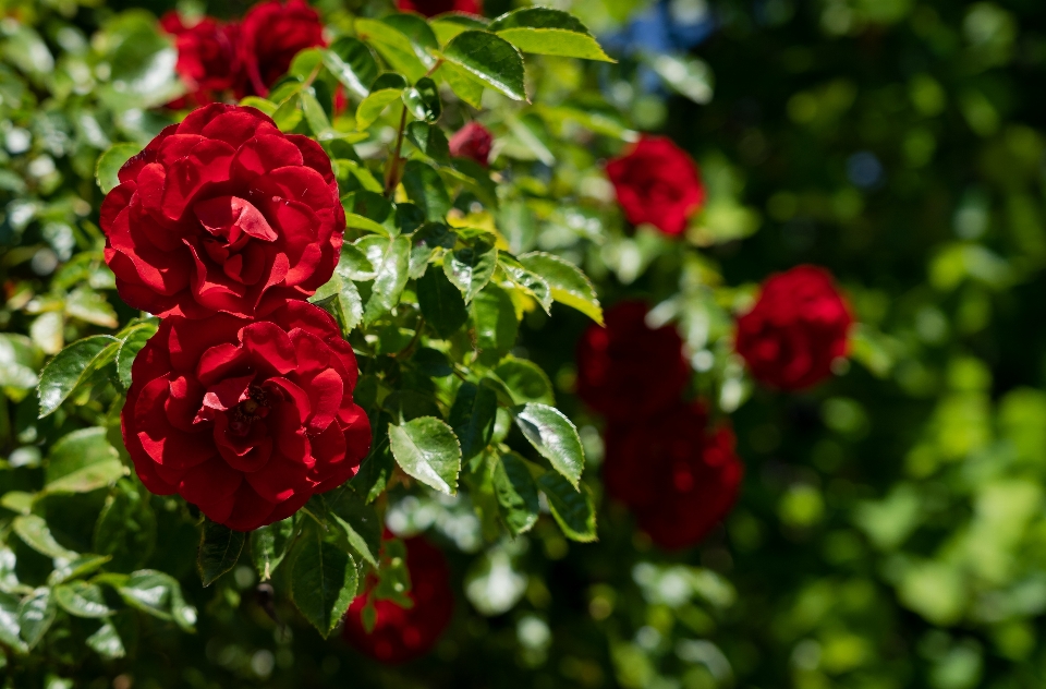 Rosa trepadora
 amadeo
 flor de rosa
