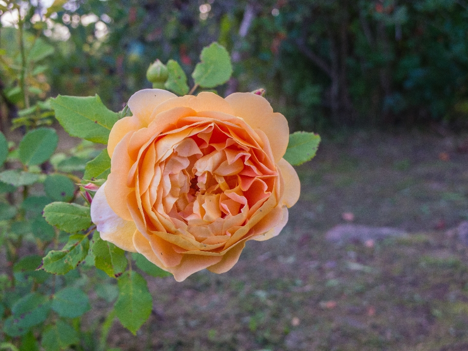 Imagen flor julia niño rosa
 rosas de jardin
