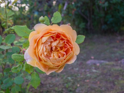 Image flower julia child rose garden roses Photo