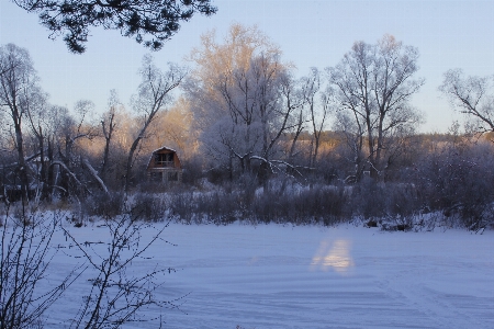 Abandoned house pine forest Photo