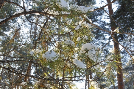 Snow needles branches winter Photo