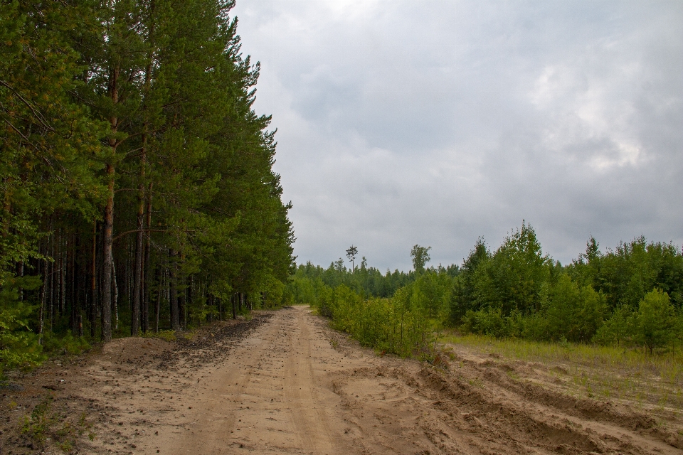 Road dirt forest taiga