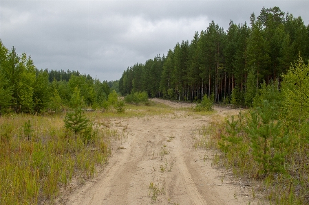 Road dirt forest taiga Photo