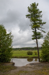 Tree river bridge landscape Photo