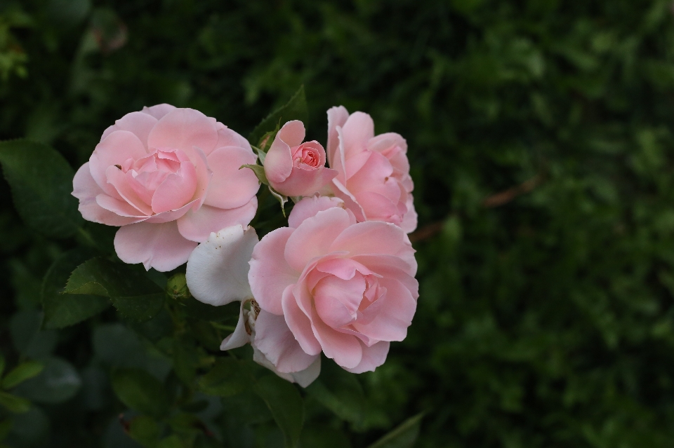 Flower rose nature plant