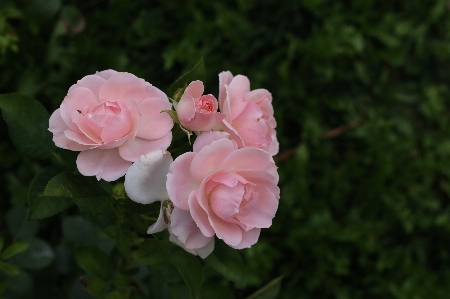 Flower rose nature plant Photo