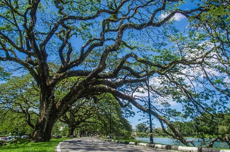 湖 公園 タイピン
 ペラ州
 写真