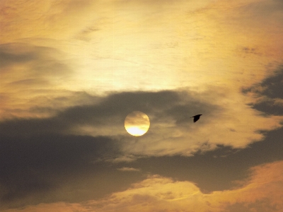 Nature bird sky sun Photo