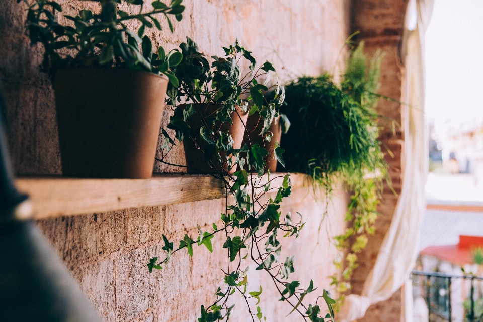 Photographier pot de fleur vert mur