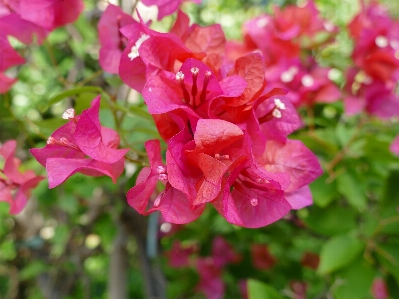 Flower flowering plant petal Photo