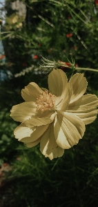 Foto Flor florescer jardim folhas