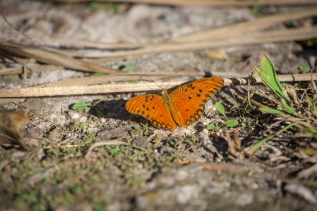 Mariposa moths and butterflies butterfly insect Photo