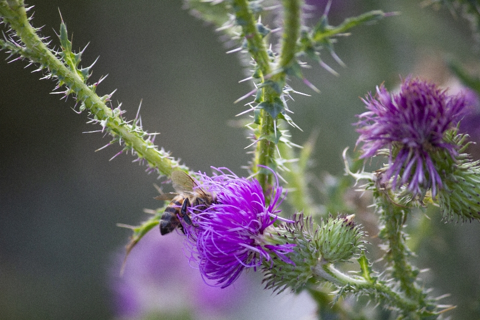 Makro bunga globe thistle
