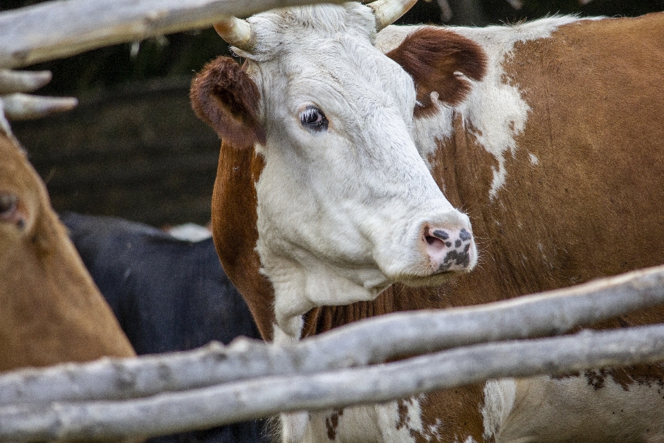 Vaca retrato vertebrado
 bovino
