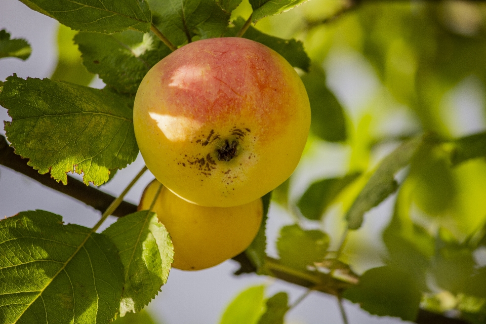 Macro vert rouge jaune