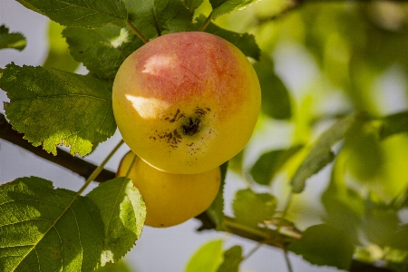 Foto Makro hijau merah kuning