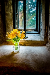 Yellow nature flower still life photography Photo