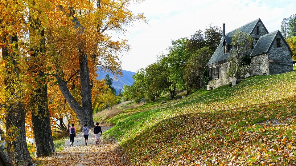 Natura paesaggio naturale
 albero autunno