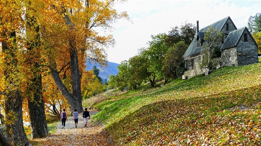 Nature natural landscape tree autumn Photo