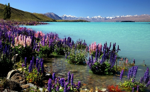 自然 花 自然の風景
 湖 写真