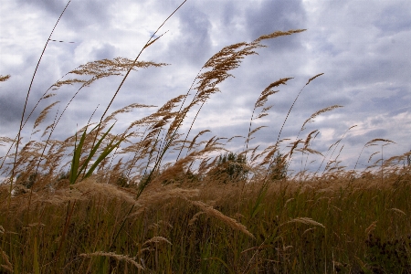 Grass meadow wheat field Photo