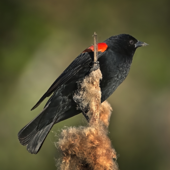 Schwarz vogel fauna tier