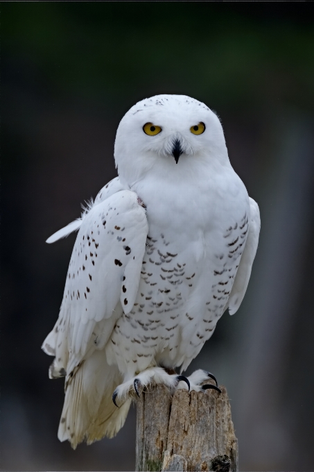 Burung hantu bulu burung
