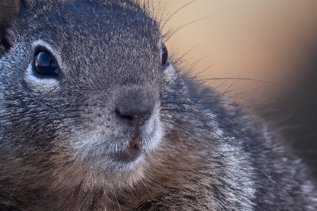 Squirrel chipmunk rodent nature Photo