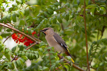 Photo Oiseau vertébré
 le bec jaseur de cèdre
