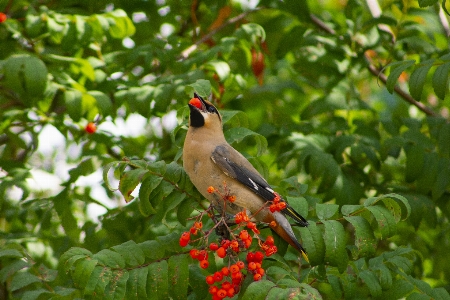 Vögel vogel nördlicher kardinal
 schnabel Foto