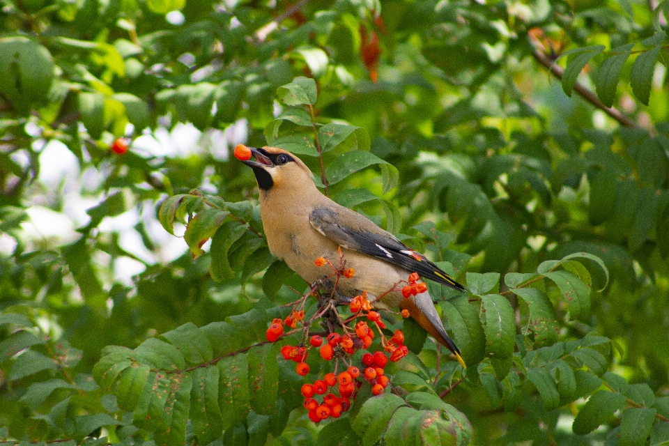 Aves pájaro pico ala de cera cedro
