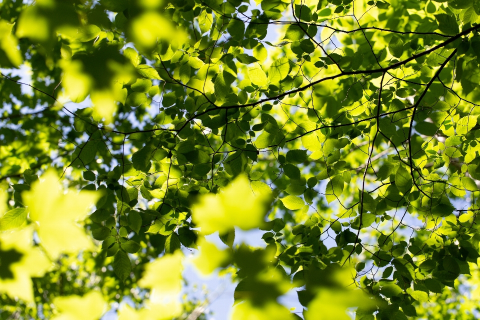 Verde árbol hoja naturaleza