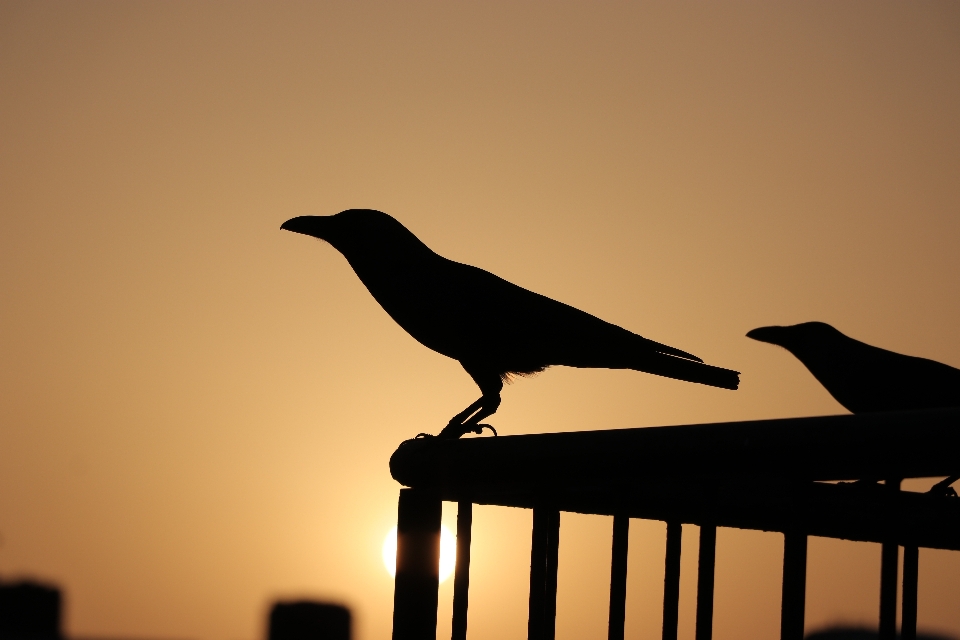 Bird american crow beak