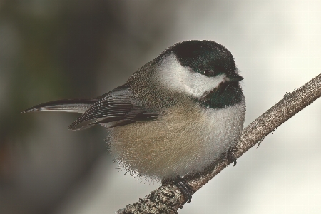 Foto Chickadee
 burung fauna cabang