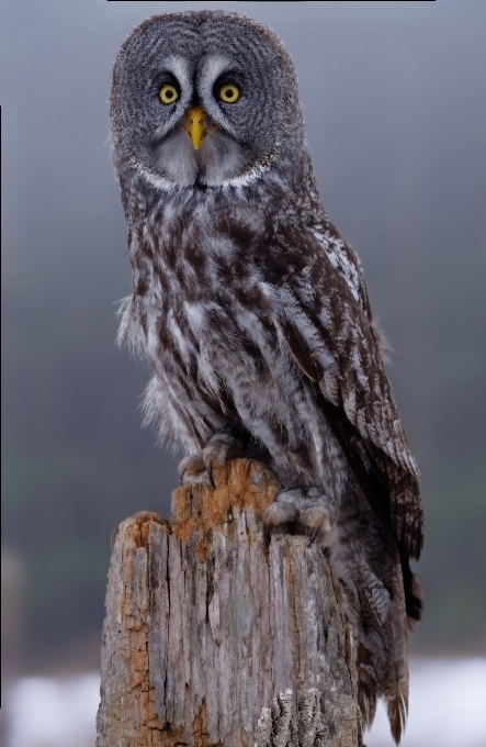 灰色のフクロウ
 フクロウ 鳥 動物