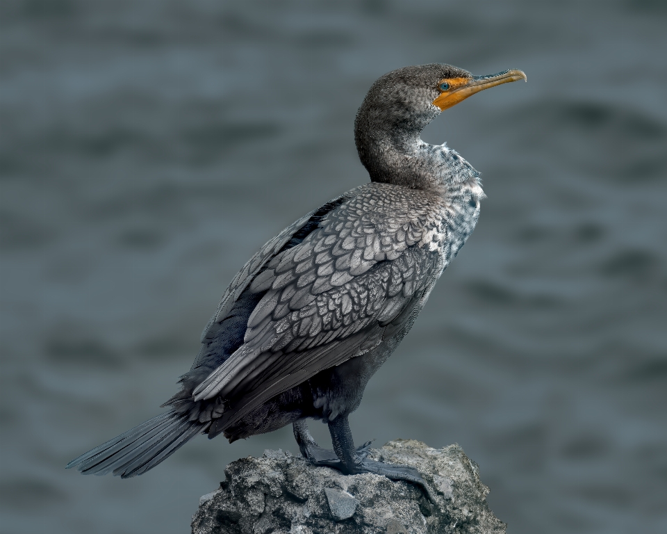 Bird double crested cormorant beak feathers