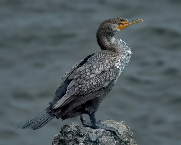 Bird double crested cormorant beak feathers Photo