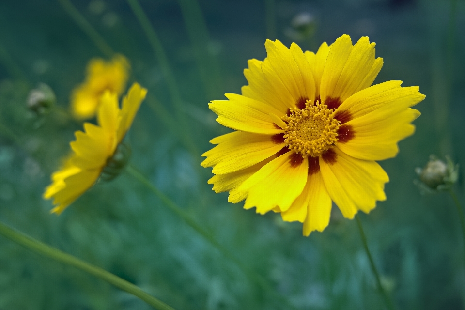 Blume gelb flora natur