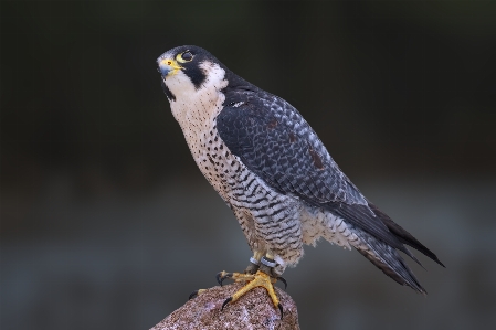 Foto Burung peregrine falcon
 paruh bulu