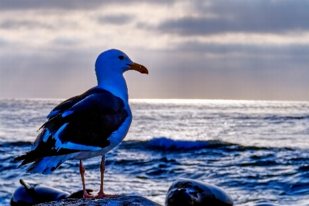 Seagull gull bird animal Photo