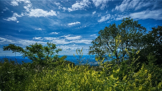 Trees foliage flowers grass Photo