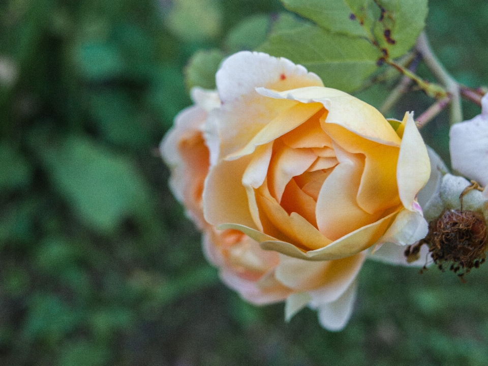 Image flower julia child rose garden roses