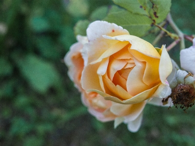 Image flower julia child rose garden roses Photo