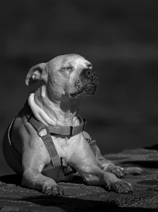 Dog sunbathing sleeping sunset Photo