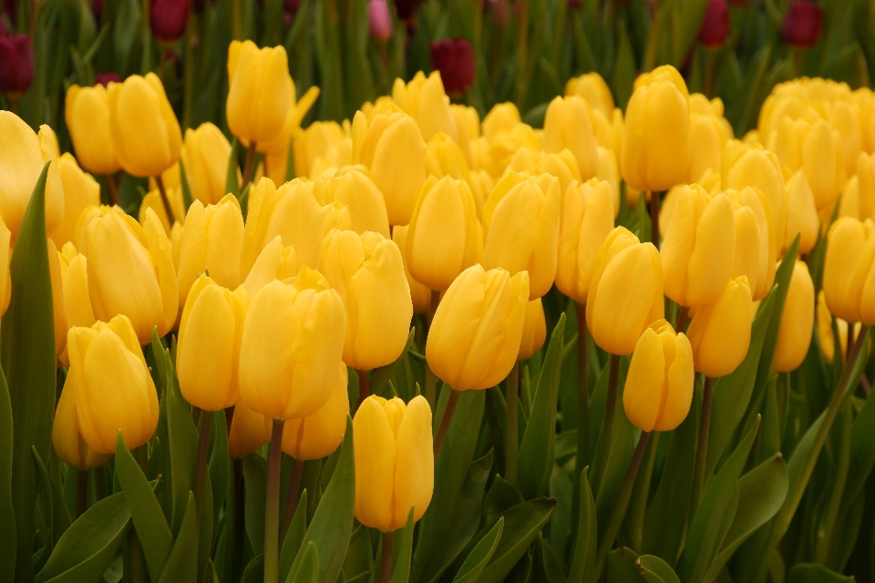 Tulipanes flores flor hermoso